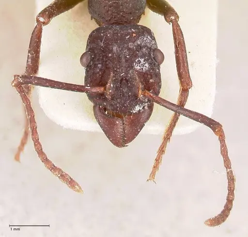 Rhytidoponera nodifera specimen FOCOL0891 image focol0891_2