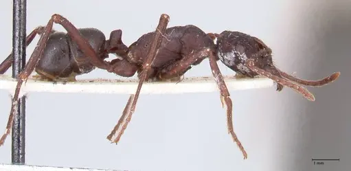 Rhytidoponera nodifera specimen FOCOL0891 image focol0891_4