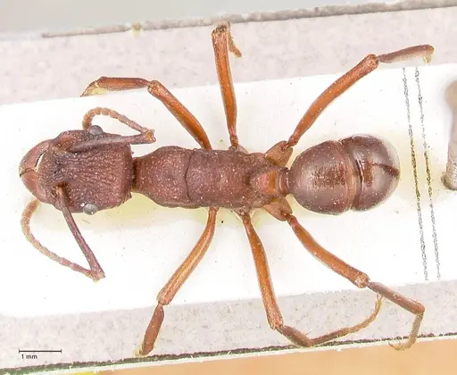 Rhytidoponera nodifera specimen FOCOL0892 image focol0892_1