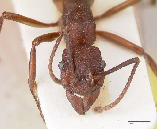 Rhytidoponera nodifera specimen FOCOL0892 image focol0892_2