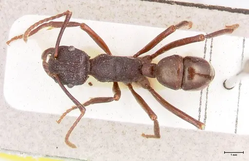 Rhytidoponera nodifera specimen FOCOL0893 image focol0893_1