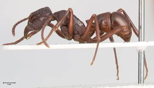 Rhytidoponera nodifera specimen FOCOL0893 image focol0893_3