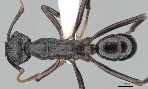 Rhytidoponera nudata specimen CASENT0281295 image casent0281295_1