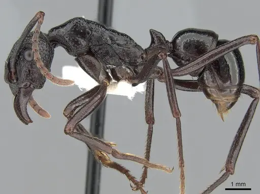 Rhytidoponera nudata specimen CASENT0281295 image casent0281295_3