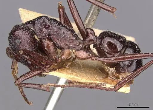 Rhytidoponera nudata specimen CASENT0907150 image casent0907150_3