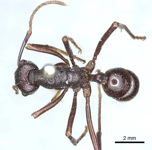 Rhytidoponera nudata specimen CASENT0915927 image casent0915927_1