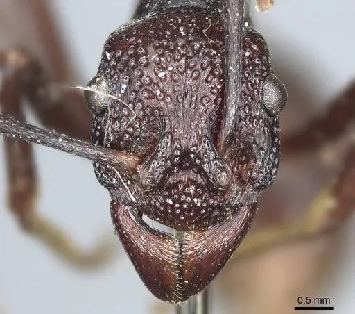 Rhytidoponera nudata specimen CASENT0915927 image casent0915927_2