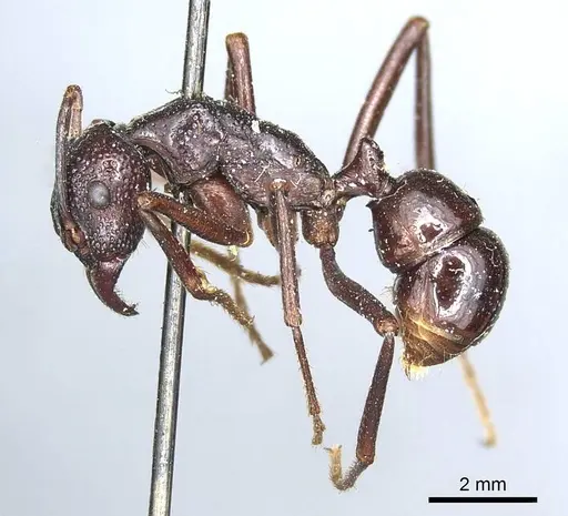 Rhytidoponera nudata specimen CASENT0915927 image casent0915927_3
