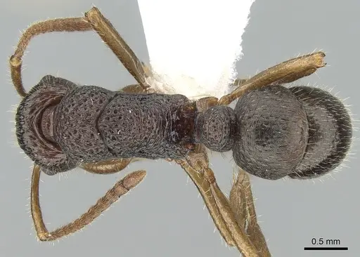 Rhytidoponera numeensis specimen CASENT0281311 image casent0281311_1