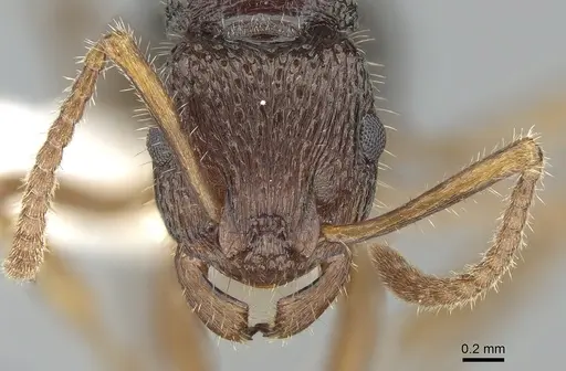 Rhytidoponera numeensis specimen CASENT0281311 image casent0281311_2