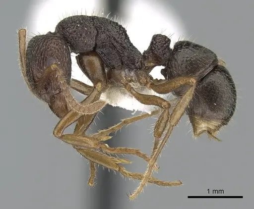 Rhytidoponera numeensis specimen CASENT0281311 image casent0281311_3