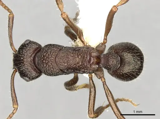 Rhytidoponera numeensis specimen CASENT0281832 image casent0281832_1