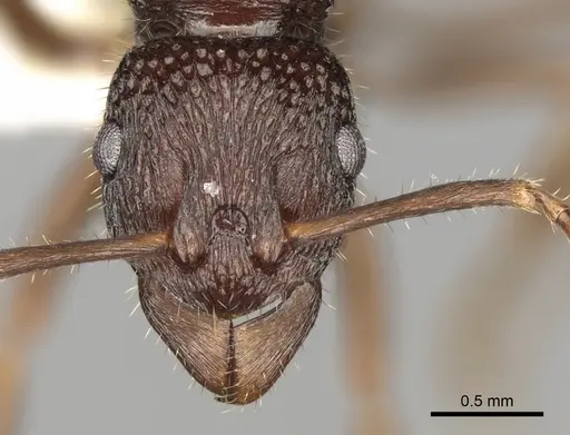 Rhytidoponera numeensis specimen CASENT0281832 image casent0281832_2