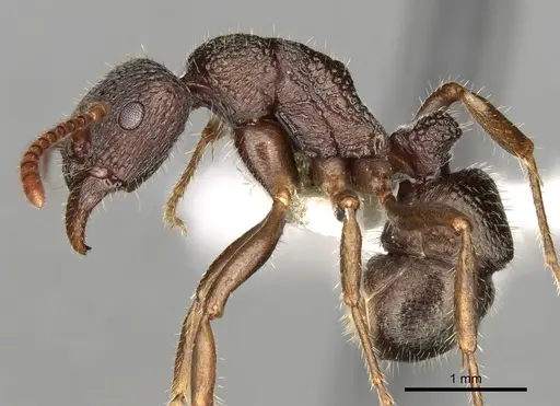Rhytidoponera numeensis specimen CASENT0281832 image casent0281832_3