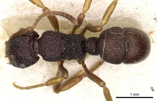 Rhytidoponera numeensis specimen CASENT0903831 image casent0903831_1