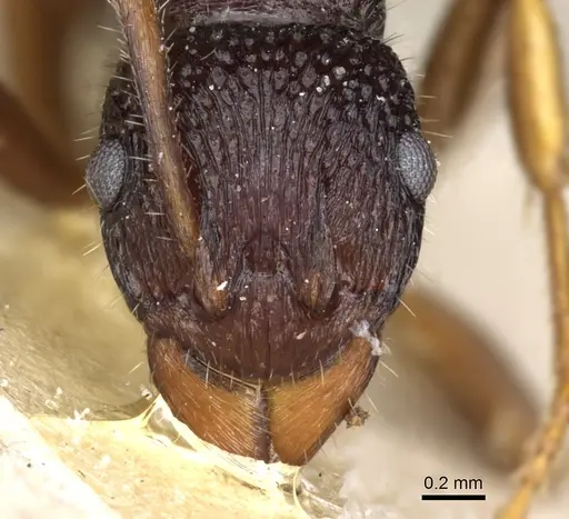 Rhytidoponera numeensis specimen CASENT0903831 image casent0903831_2