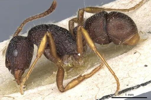 Rhytidoponera numeensis specimen CASENT0903831 image casent0903831_3