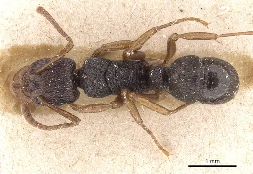 Rhytidoponera numeensis specimen CASENT0915353 image casent0915353_1