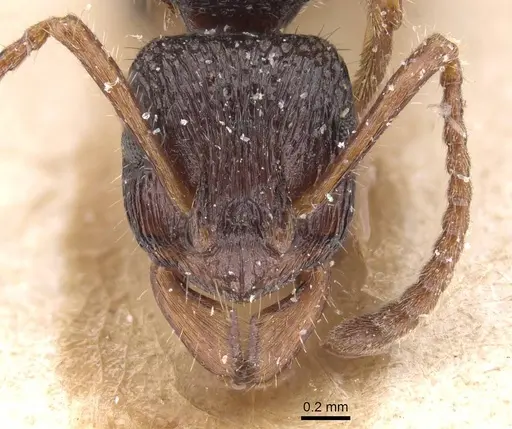 Rhytidoponera numeensis specimen CASENT0915353 image casent0915353_2