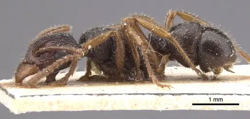 Rhytidoponera numeensis specimen CASENT0915353 image casent0915353_3