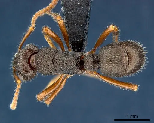 Rhytidoponera numeensis specimen CSIRONC0119 image csironc0119_1