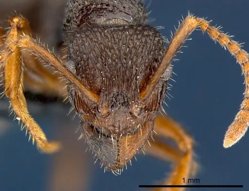 Rhytidoponera numeensis specimen CSIRONC0119 image csironc0119_2