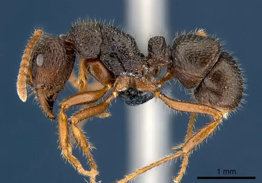 Rhytidoponera numeensis specimen CSIRONC0119 image csironc0119_3