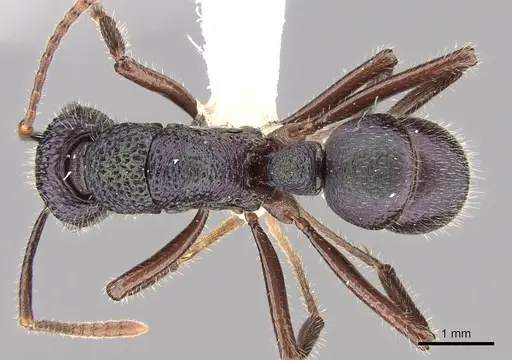 Rhytidoponera opaciventris specimen CASENT0281318 image casent0281318_1