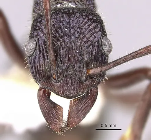 Rhytidoponera opaciventris specimen CASENT0281318 image casent0281318_2