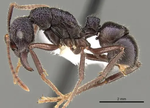 Rhytidoponera opaciventris specimen CASENT0281318 image casent0281318_3