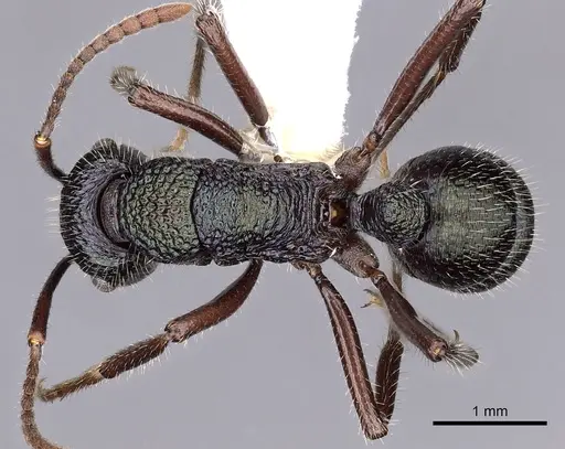 Rhytidoponera opaciventris specimen CASENT0900534 image casent0900534_1