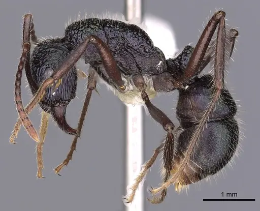 Rhytidoponera opaciventris specimen CASENT0900534 image casent0900534_3