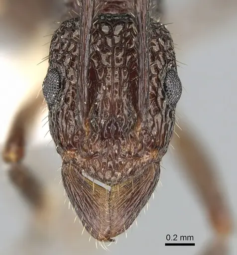 Rhytidoponera peninsularis specimen CASENT0281251 image casent0281251_2