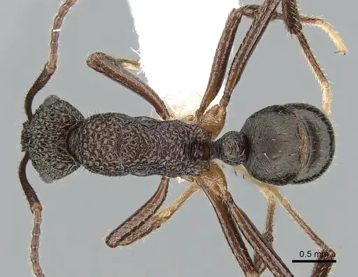 Rhytidoponera peninsularis specimen CASENT0281252 image casent0281252_1