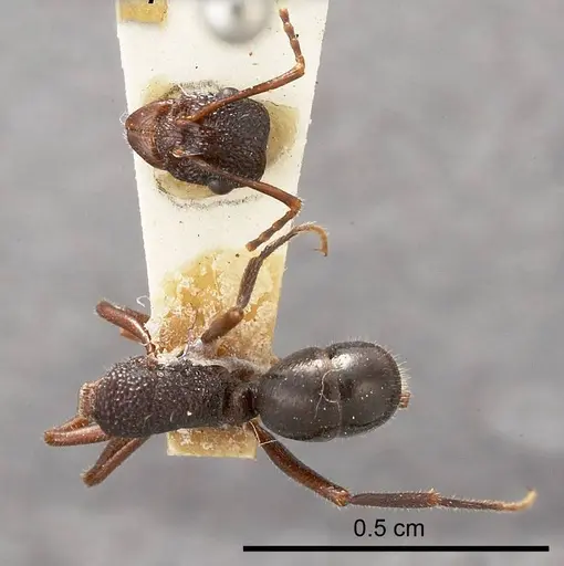 Rhytidoponera pilosula specimen ANTWEB1008316 image antweb1008316_1