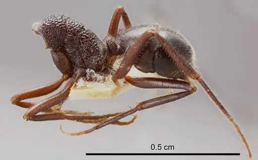Rhytidoponera pilosula specimen ANTWEB1008316 image antweb1008316_2