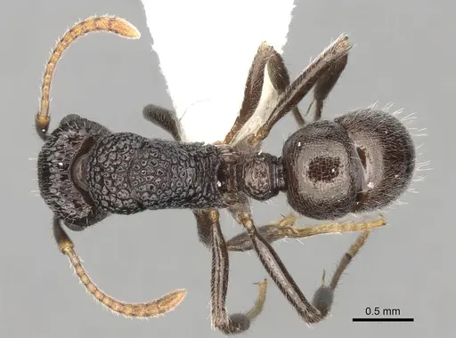 Rhytidoponera pulchella specimen CASENT0281834 image casent0281834_1