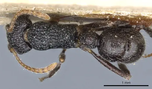 Rhytidoponera pulchella specimen CASENT0903832 image casent0903832_1