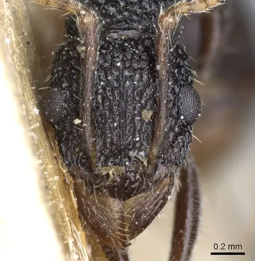 Rhytidoponera pulchella specimen CASENT0903832 image casent0903832_2