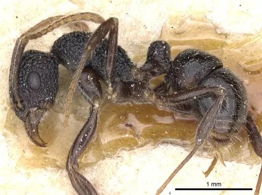 Rhytidoponera pulchella specimen CASENT0903832 image casent0903832_3