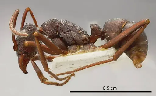 Rhytidoponera punctata specimen ANTWEB1008320 image antweb1008320_2
