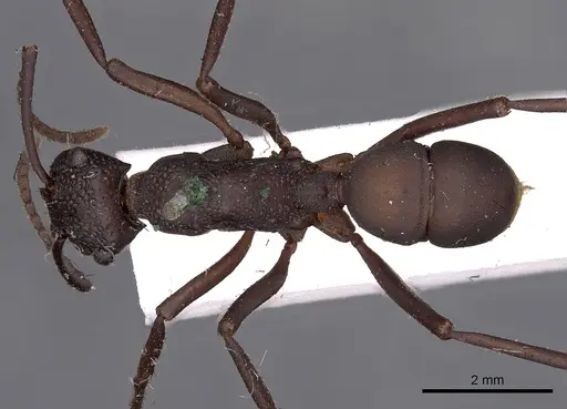Rhytidoponera punctata specimen CASENT0900520 image casent0900520_1