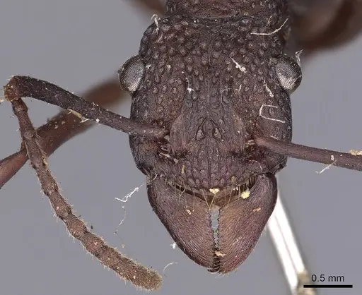 Rhytidoponera punctata specimen CASENT0900520 image casent0900520_2