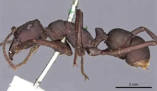 Rhytidoponera punctata specimen CASENT0900520 image casent0900520_3