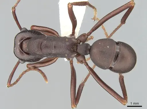Rhytidoponera punctigera specimen CASENT0281305 image casent0281305_1