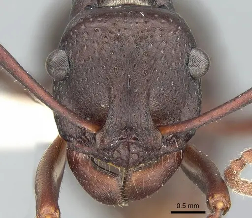 Rhytidoponera punctigera specimen CASENT0281305 image casent0281305_2