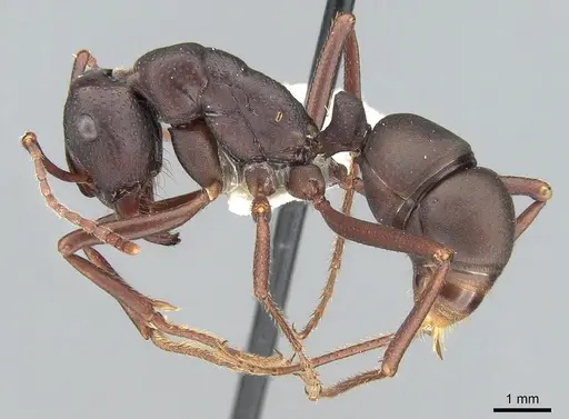 Rhytidoponera punctigera specimen CASENT0281305 image casent0281305_3