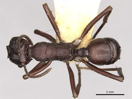 Rhytidoponera punctigera specimen CASENT0281825 image casent0281825_1