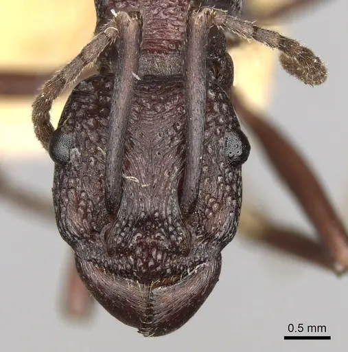 Rhytidoponera punctigera specimen CASENT0281825 image casent0281825_2