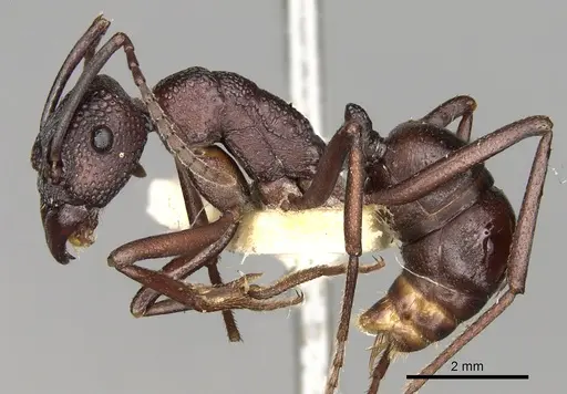 Rhytidoponera punctigera specimen CASENT0281825 image casent0281825_3